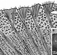 Afbeeldingsresultaten voor "tethya Hibernica". Grootte: 191 x 185. Bron: zenodo.org