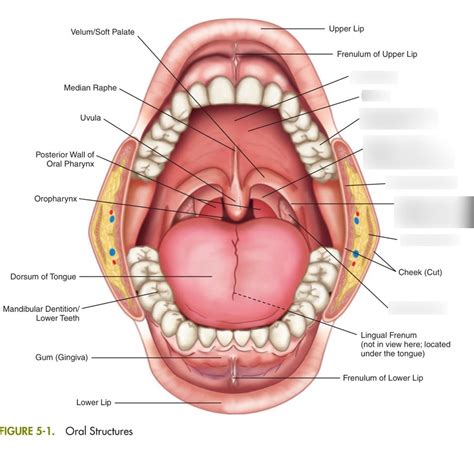 labeling mouth  side diagram quizlet