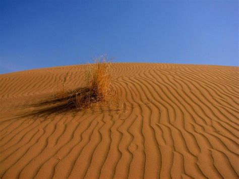 deserts cruel face financial tribune