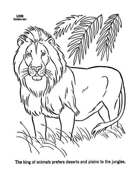 male lion coloring page lion coloring page leao  colorir