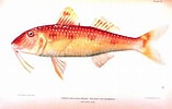 Afbeeldingsresultaten voor "pseudupeneus Maculatus". Grootte: 157 x 100. Bron: animal.memozee.com