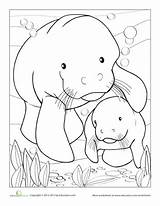 Coloring Manatee Pages Worksheets Kids Worksheet Sheets Manatees Animal Books Colouring Color Sea Education Animals Cow Choose Board Florida Craft sketch template