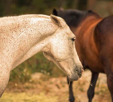 adding fuel   fire  diet affects horse behavior  horse