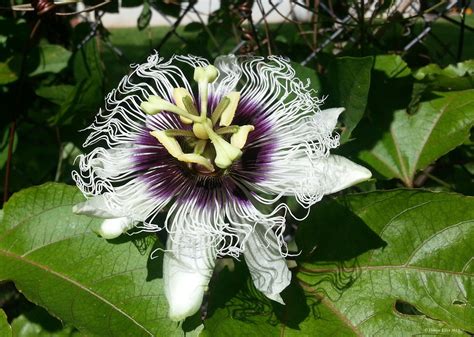 Passion Fruit Flower Wallpapers Wallpaper Cave