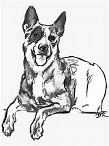 Blue Heeler Drawing Sticker Redbubble Laptops Resistant Removable Personalize Durable Decorate Stickers Kiss Vinyl Windows Cut Super Water sketch template