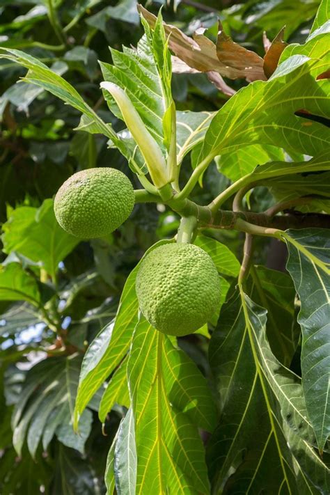 prune breadfruit trees tips  cutting   breadfruit tree