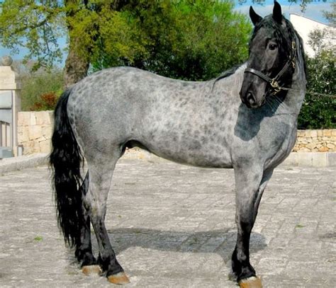 reverse dapple blue roan horse murgese stallion horses smoke