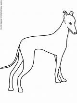 Coloring Pages Greyhound Dog Dogs Whippet Printable Kids Color Printables Colouring Galgo Bing Sketch Pic Sheets Greyhounds Pattern Getcolorings Kid sketch template