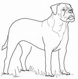 Bullmastiff Coloring Pages Mastiff Dog Dogs Printable Rottweiler Color Supercoloring Animals Kids Colouring Bull Crafts Select Nature Category Drawings Cartoon sketch template