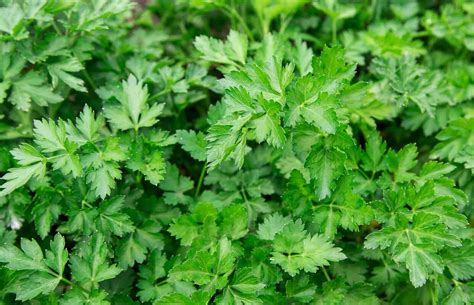 parsley  understated herb spiceography