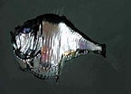 Image result for "argyropelecus affinis". Size: 145 x 104. Source: destepti.ro