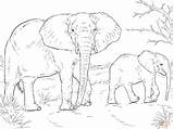 Elephant Baby Drawing African Mother Coloring Color Indian Pages Super Draw Cartoon Elephants Printable Animals sketch template