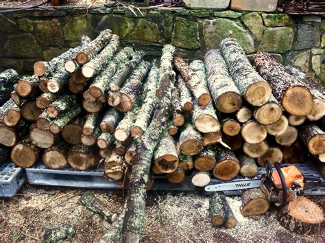 grow mushrooms  inoculated logs wild abundance