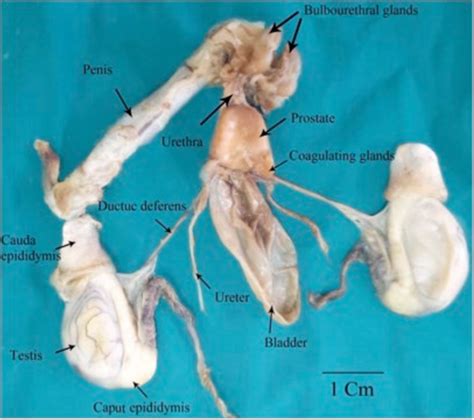 Anatomy Histology And Histochemistry Of Accessory Sex Glands In Male