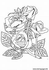 Coloring Roses A4 Pages Four Printable Rose Flowers Parentune sketch template