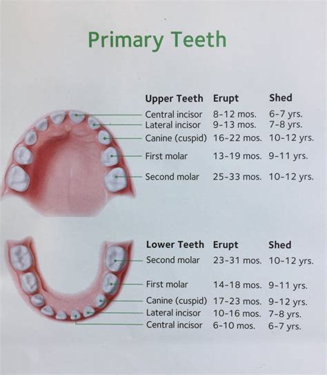 primary teeth chart boston dentist congress dental group