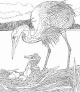 Heron Coloring Pages Herons Nest Gif sketch template
