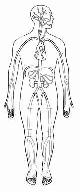 Arteries Diagram Body Major Coloring Circulatory Anatomy Color Biologycorner Ody Keep sketch template