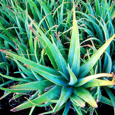 aloe vera nccih