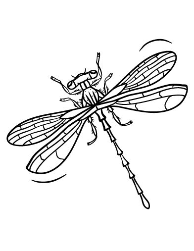dragonfly coloring page insect coloring pages coloring pages