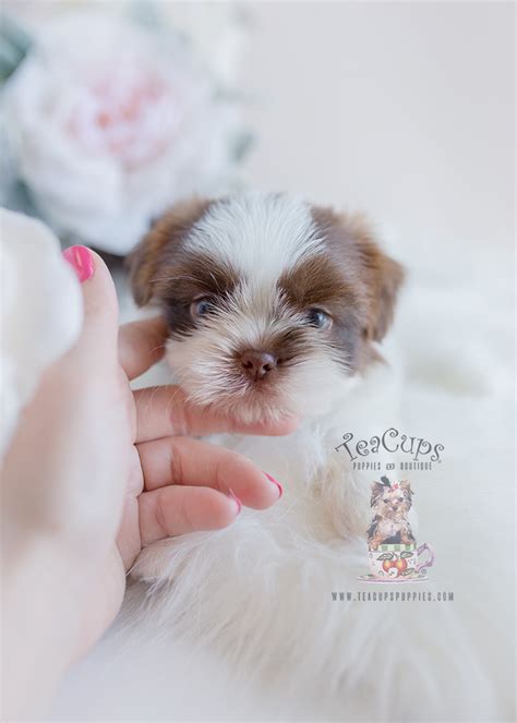 shih tzu puppies south florida teacup puppies and boutique