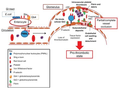 thrombotic microangiopathy notes after infection with a download scientific diagram
