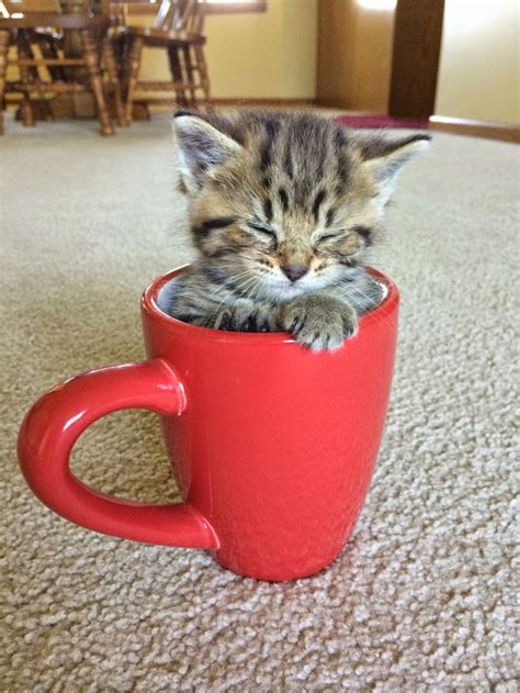 pets  love top   adorable teacup cats