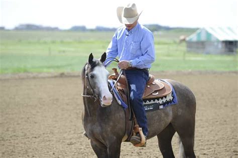 benefits  western riding  horse