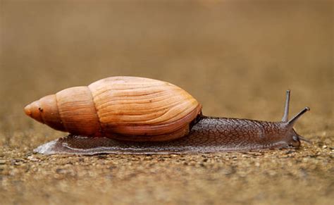 carnivorous snail   invasive species south carolina public radio