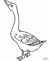 Goose Coloring Pages Bird Outline Animal sketch template