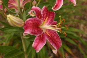 stargazer lily master gardener program