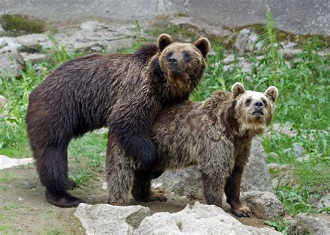 Promiscuous Pyros Lusty Spanish Brown Bear Faces