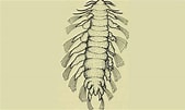 Afbeeldingsresultaten voor "pedinosoma Curtume". Grootte: 169 x 101. Bron: marinebiodiversity.org.bd
