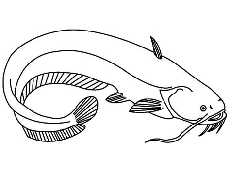 big catfish pages coloring pages