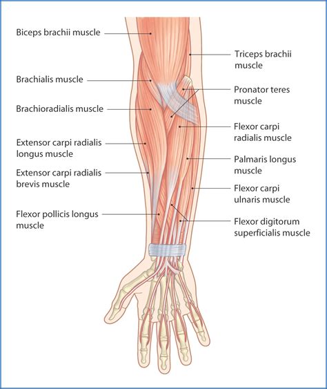 forearm tendons anatomy