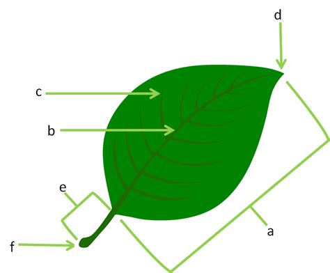 parts   leaf diagram quizlet