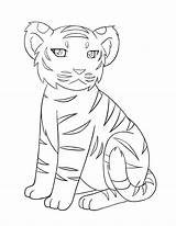 Coloring Pages Tiger Easy Drawings Tigers Outline Kids Baby Drawing Cute Choose Board sketch template