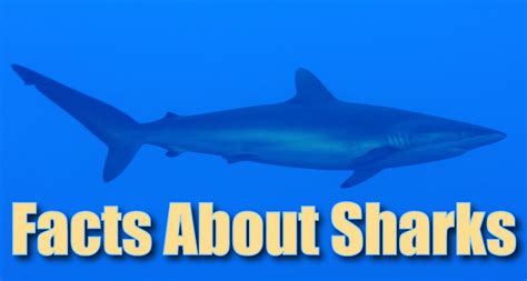 facts  shark