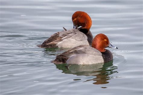 redhead ducks bow river calgary kevin cgy flickr