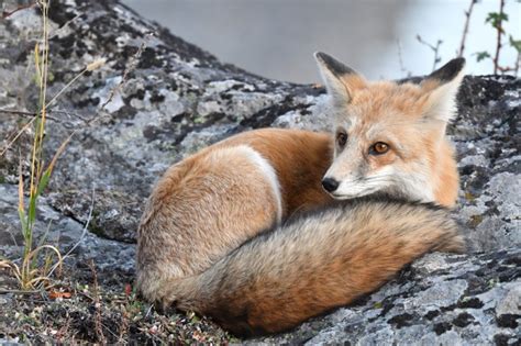 wallpaper fox lying down cute looking away fluffy