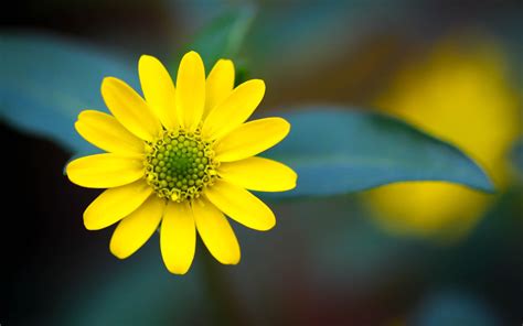 Yellow Flower Hd Wallpapers Wallpaper Cave