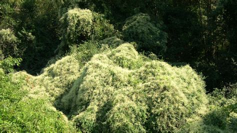 silver lace vine throws   invasive cloak  blooms