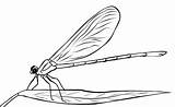Libellule Damselfly Designlooter Dragonfly Coloriages Colorier sketch template