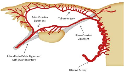 vascularization of ovarian and fallopian tube download scientific