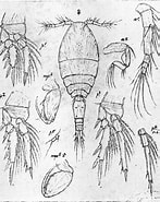 Afbeeldingsresultaten voor "oncaea Curta". Grootte: 147 x 185. Bron: copepodes.obs-banyuls.fr