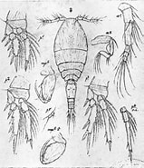 Afbeeldingsresultaten voor "oncaea Curta". Grootte: 159 x 185. Bron: copepodes.obs-banyuls.fr