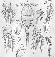 Afbeeldingsresultaten voor Once curta Steam. Grootte: 176 x 185. Bron: copepodes.obs-banyuls.fr