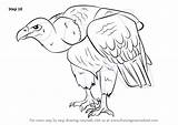 Vulture Griffon Prey Improvements Necessary sketch template