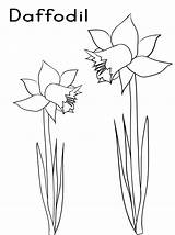 Coloring Flower Daffodil Pages Daffodils Printable Getcolorings Color Two Print sketch template