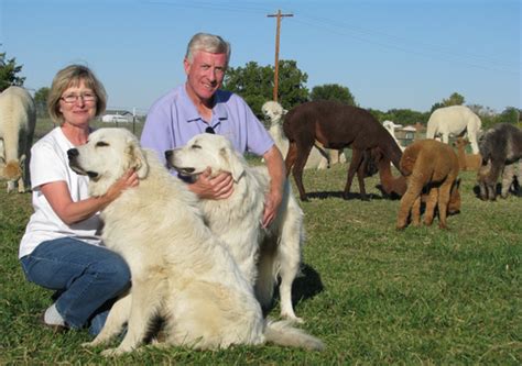pnaa sage bluff alpacas   alpaca farm located  prosser washington owned  john